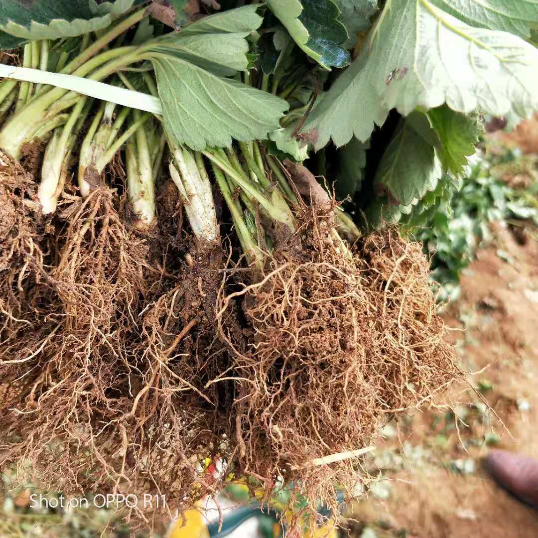 達(dá)娜草莓苗適合大棚種植，妙香3號草莓苗種植基地