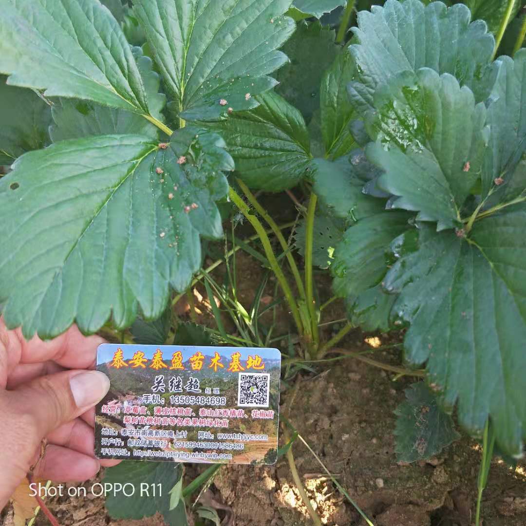 土特拉草莓苗適合大棚種植，明寶草莓苗