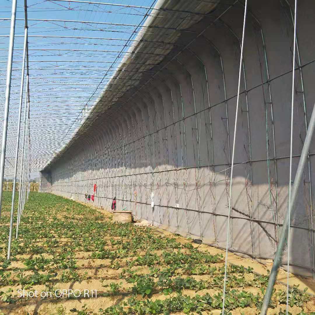 書香草莓苗適合大棚種植，女峰草莓苗根系發(fā)達(dá)
