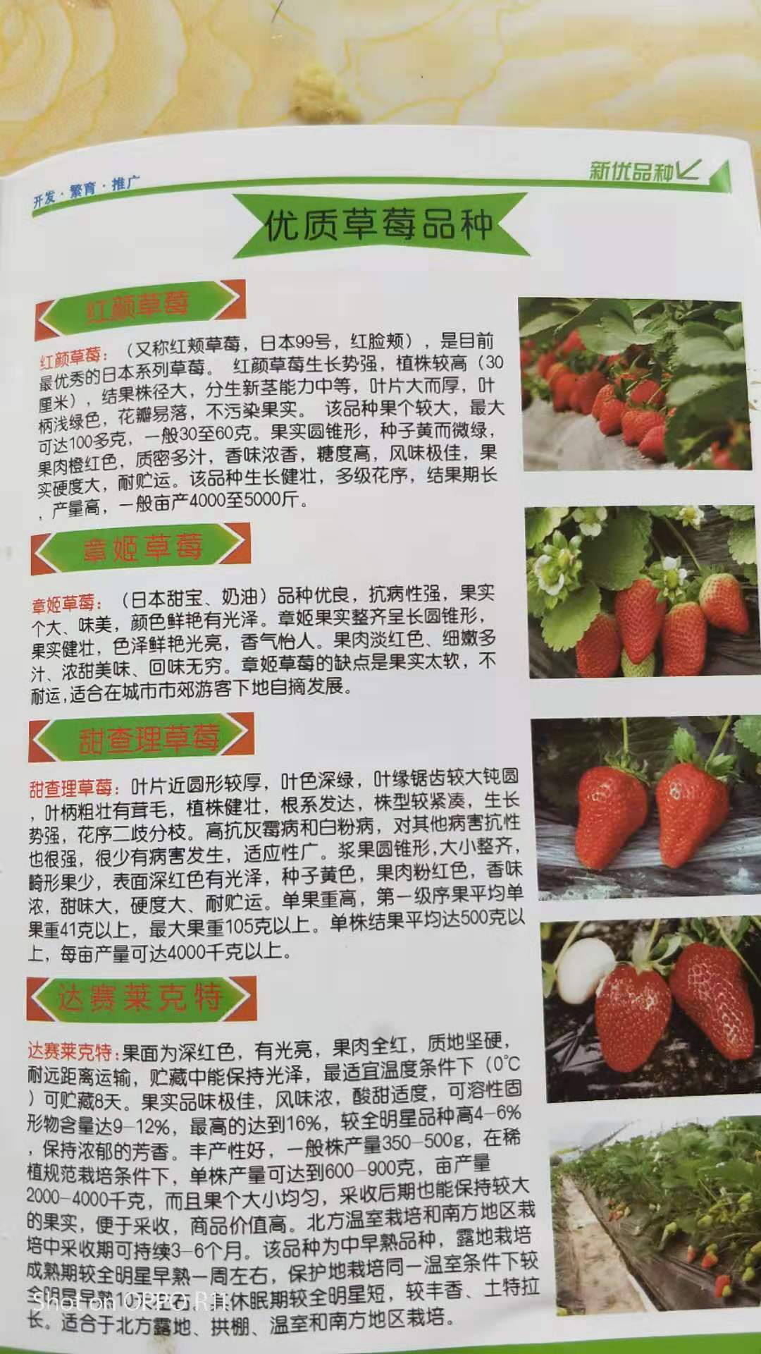 神池高斯克草莓苗批发