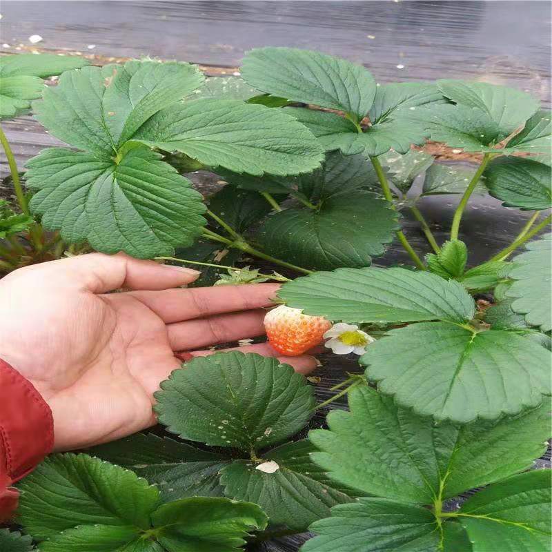 新星1號草莓草莓苗種苗供應(yīng)基地