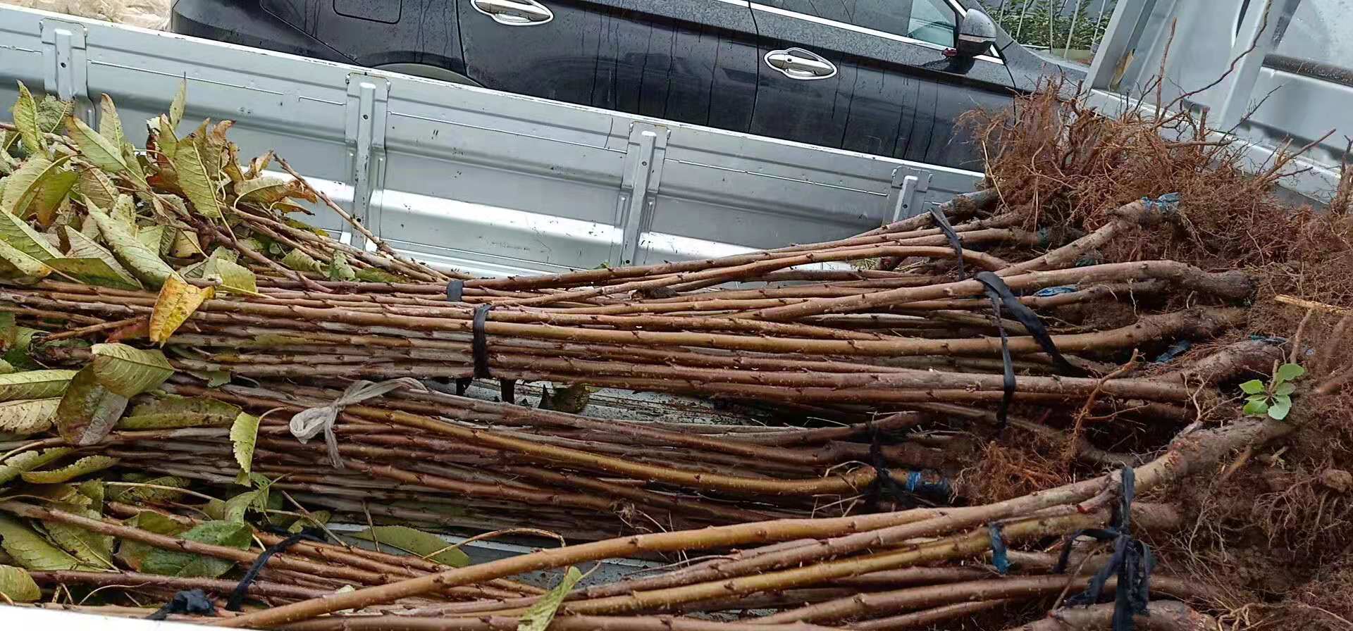 湖南湘西大地紅櫻桃種植基地