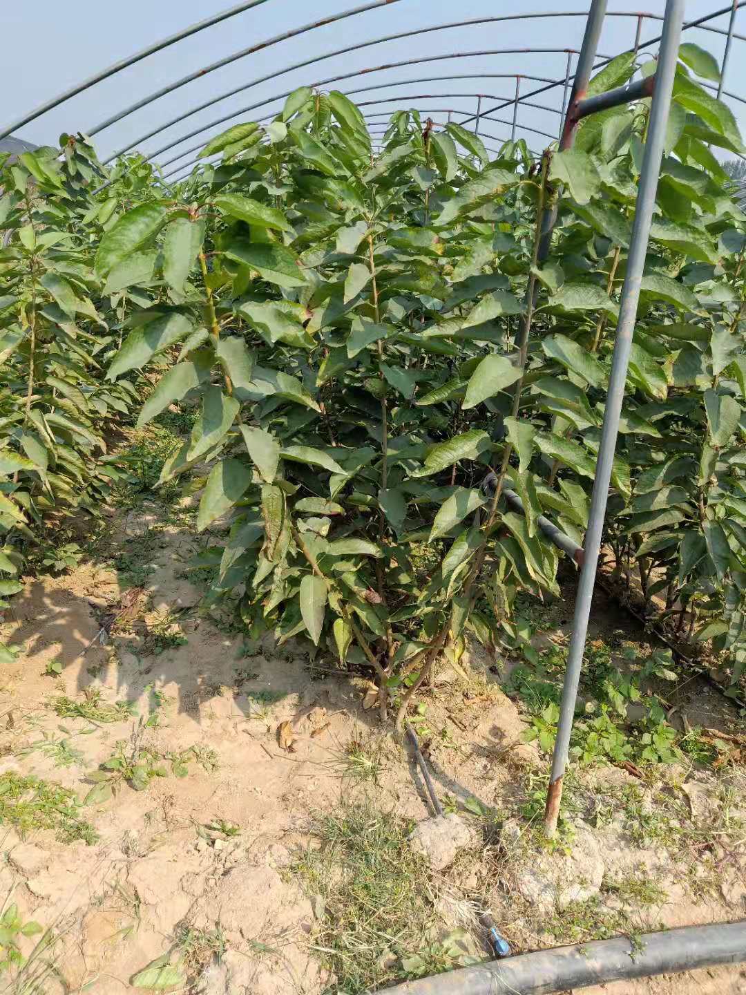 湖南湘西大地紅櫻桃種植基地