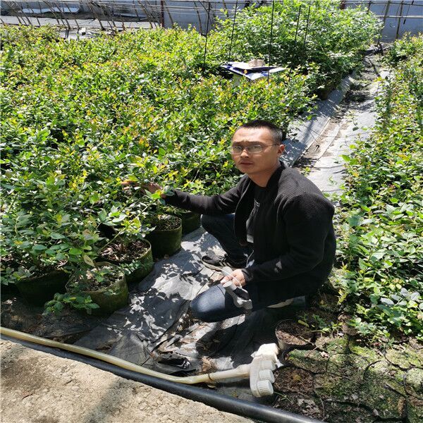 重庆中熟蓝莓苗批发基地
