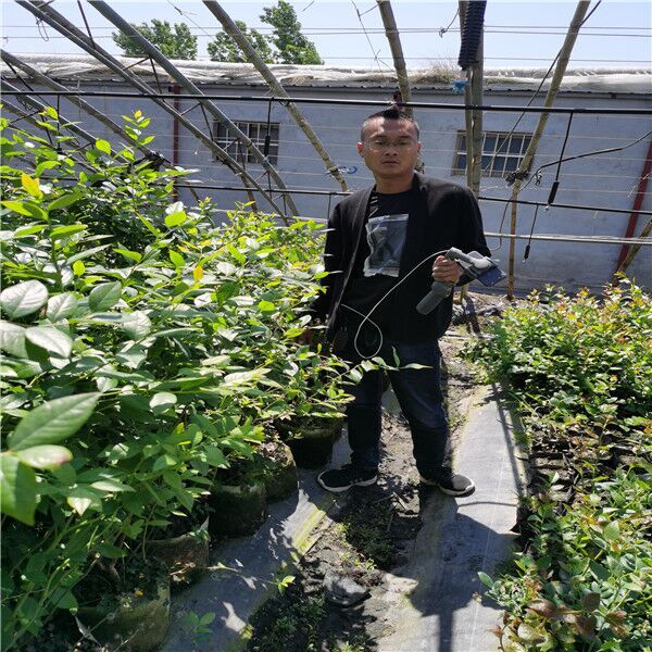贵州安顺北村蓝莓苗出售各种品种
