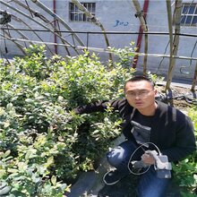 黑珍珠蓝莓苗品种齐全,莱克西蓝莓苗量大优惠图片