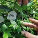 河南商丘蓝丰蓝莓苗出售各种品种
