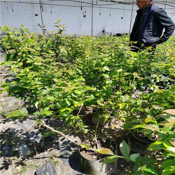 贵州安顺北村蓝莓苗出售各种品种