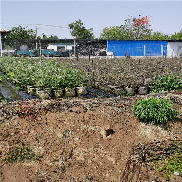 湖南衡阳蓝莓苗全国大种植基地