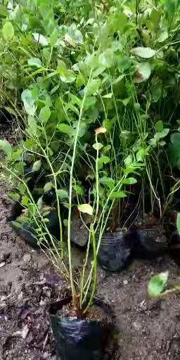 福建泉州北高丛蓝莓苗大种植基地