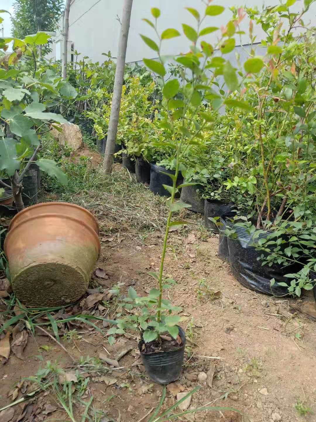 河南郑州兔眼蓝莓苗种植基地