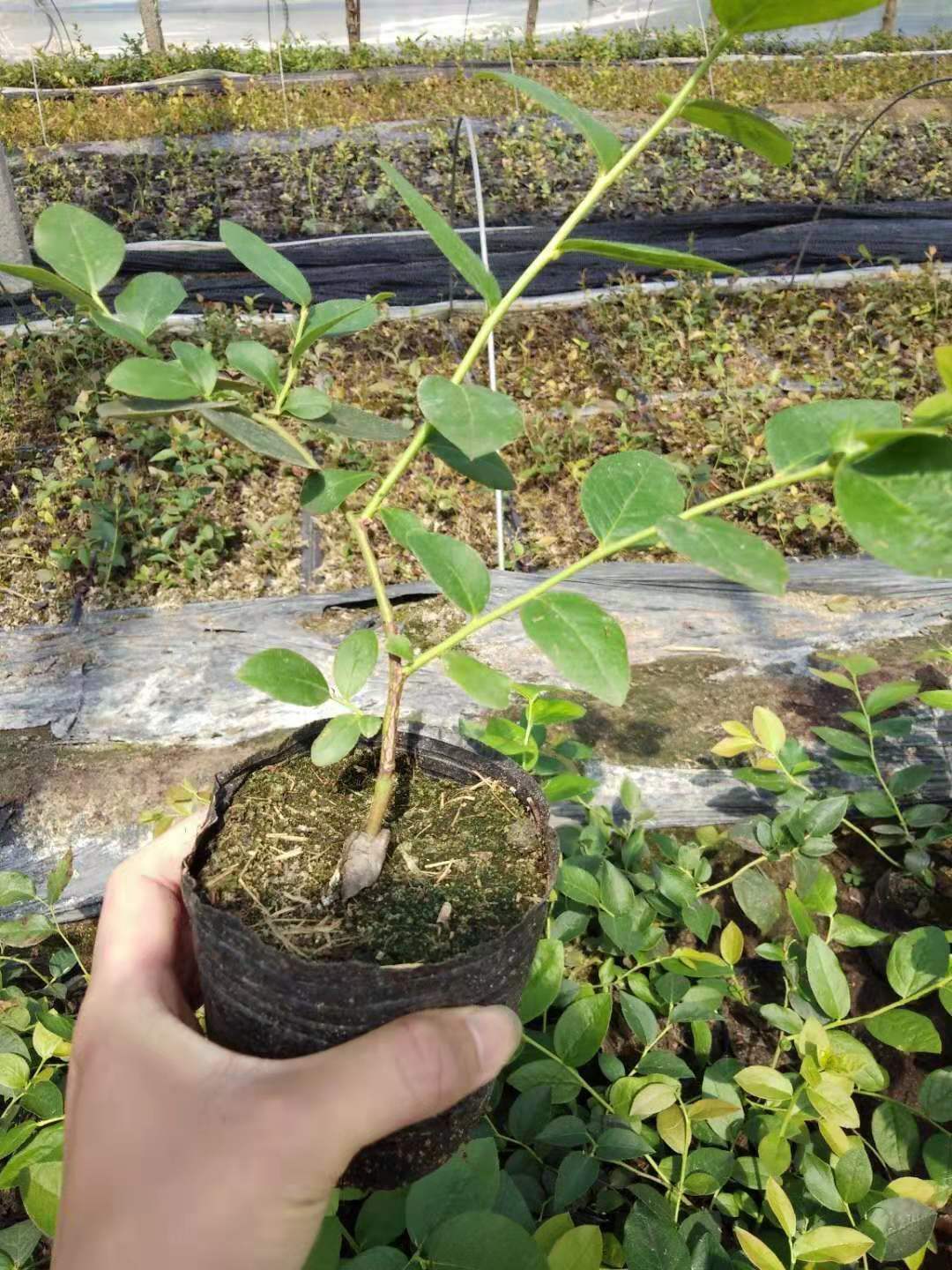 河南平顶山钱德勒蓝莓苗品种