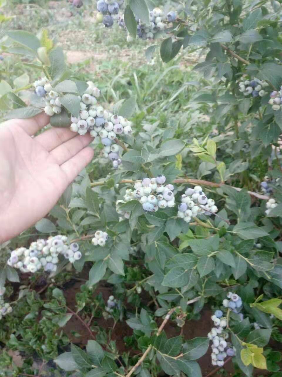 巨蓝蓝莓苗出售各种品种，喜来蓝莓苗批发基地