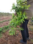 广东河源北村蓝莓苗全国大种植基地图片0