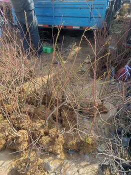 江蘇徐州萊克西藍莓苗全國大種植基地