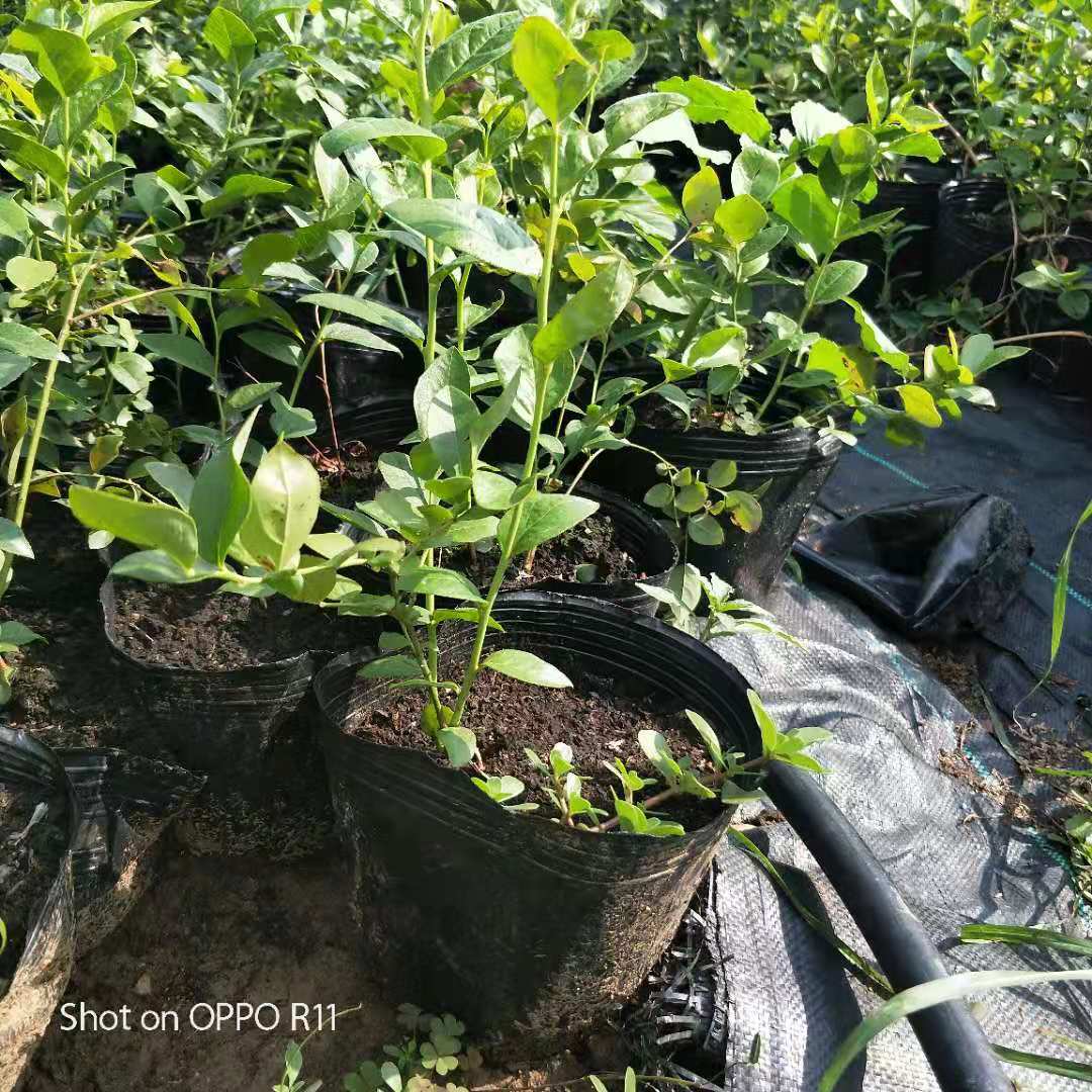 河南郑州兔眼蓝莓苗种植基地