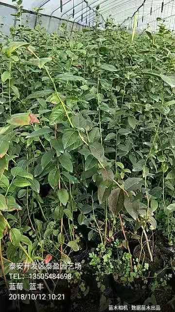 广东珠海北陆蓝莓苗种植基地