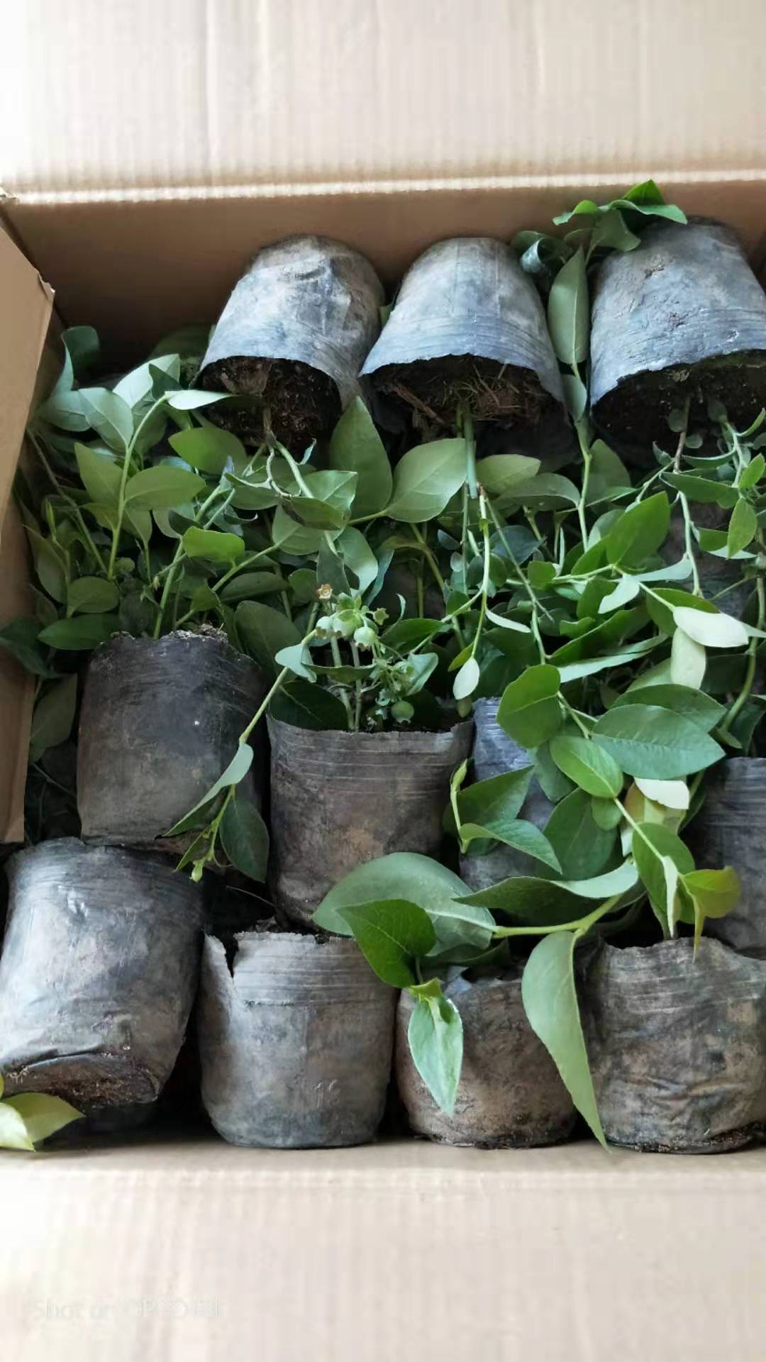 貴州六盤水莫登藍(lán)莓苗種植基地