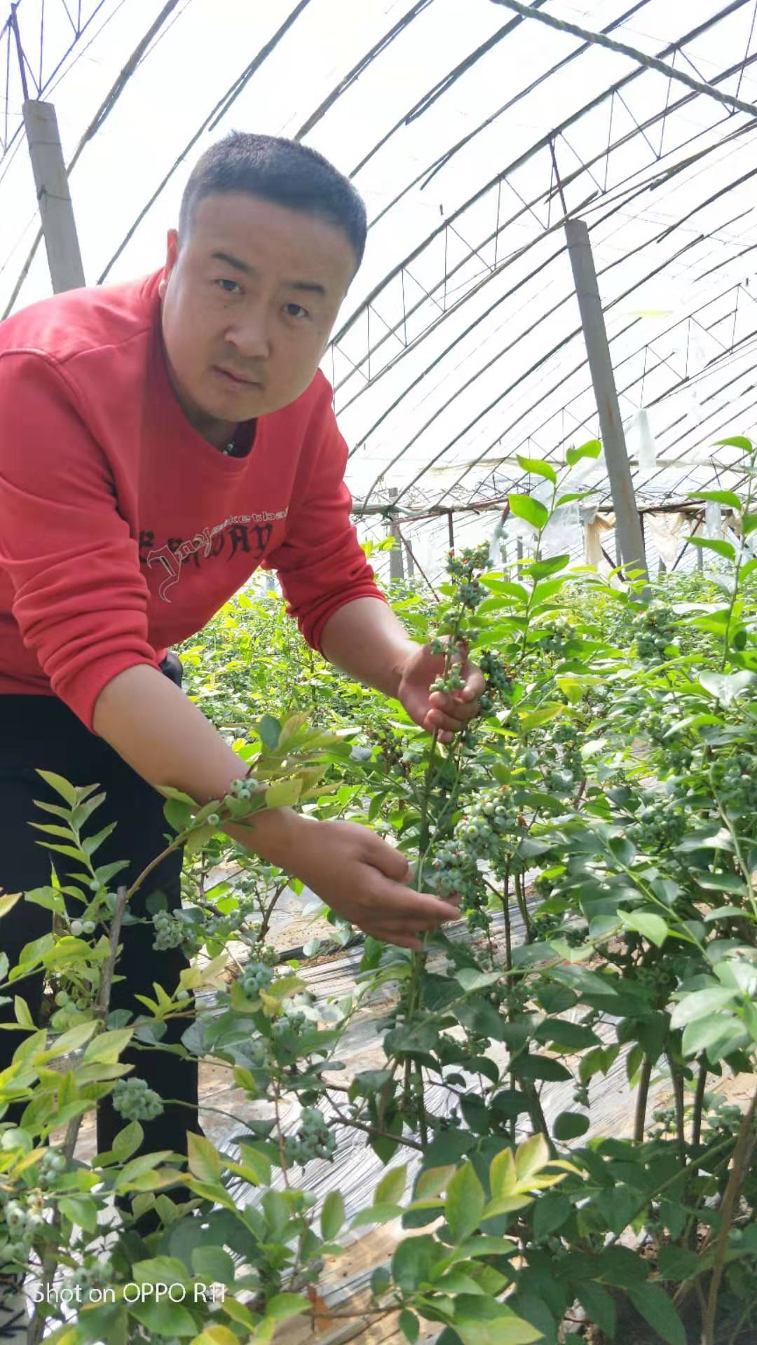 湖北宜昌乌达德蓝莓苗品种