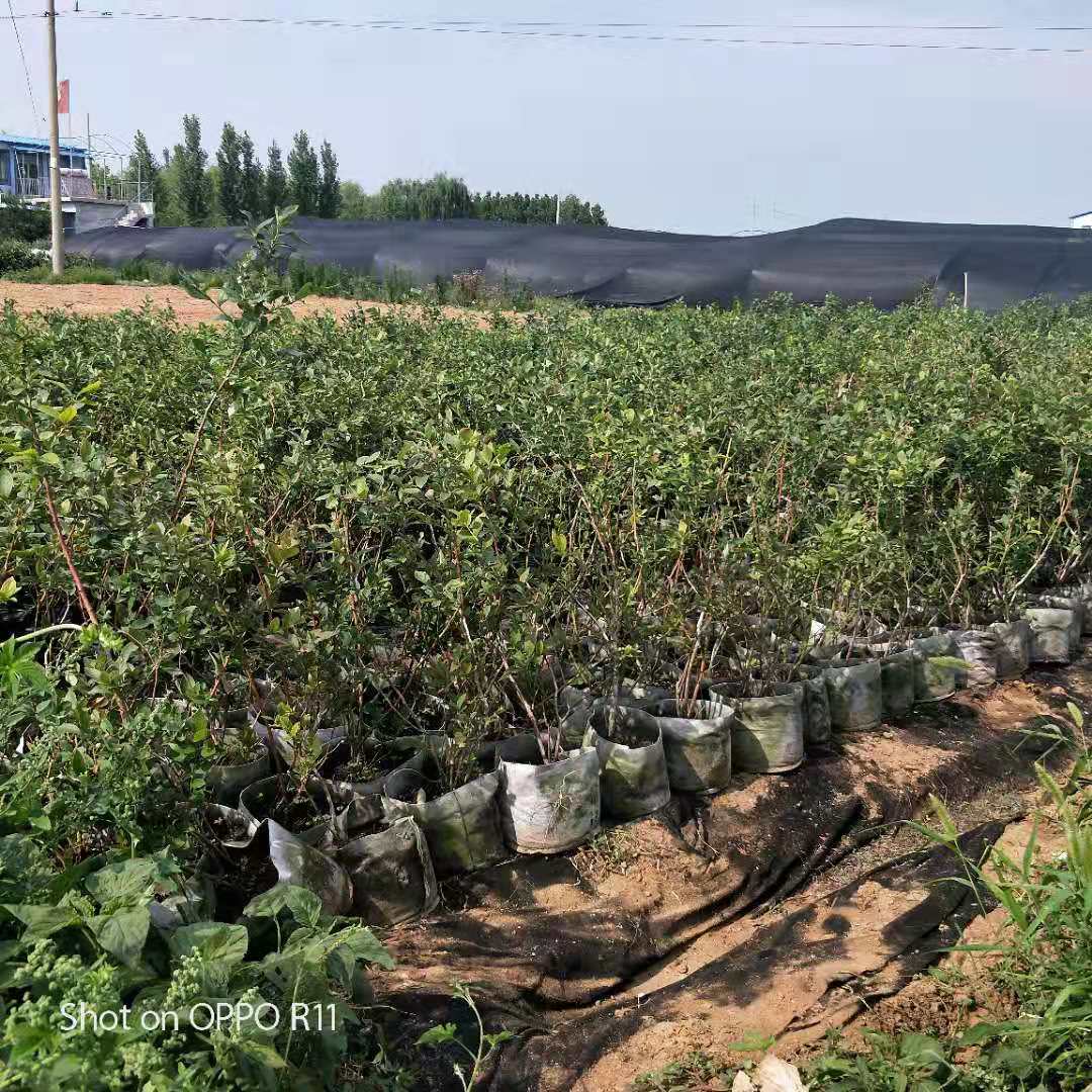 云南临沧兔眼蓝莓苗种植基地