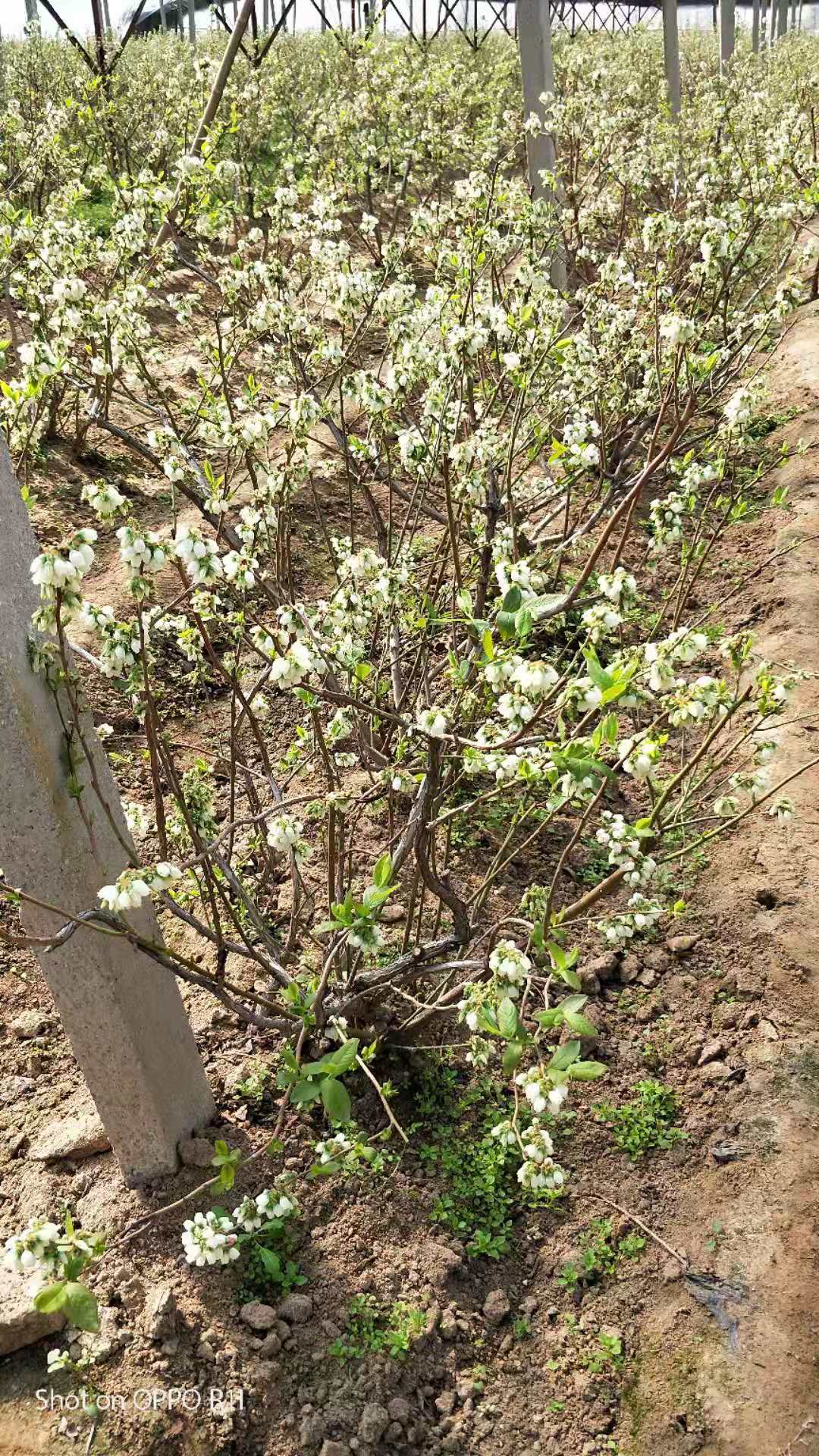 甘肃临夏蓝丰蓝莓苗批发基地