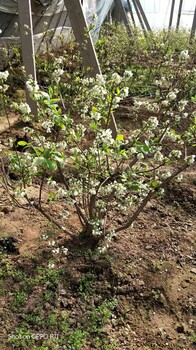 河南郑州兔眼蓝莓苗种植基地