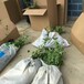 安徽亳州南高丛蓝莓苗出售各种品种
