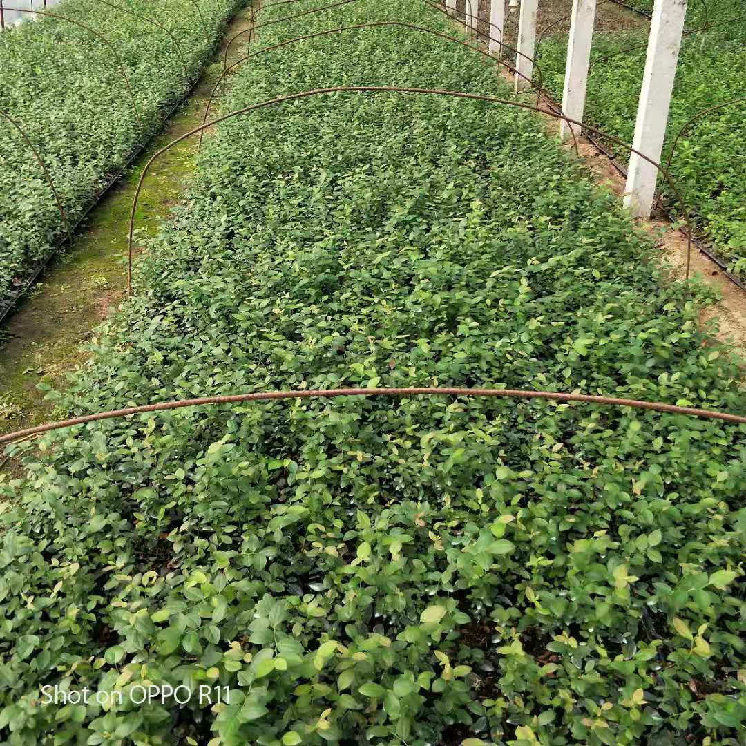 云南曲靖南高丛蓝莓苗全国大种植基地