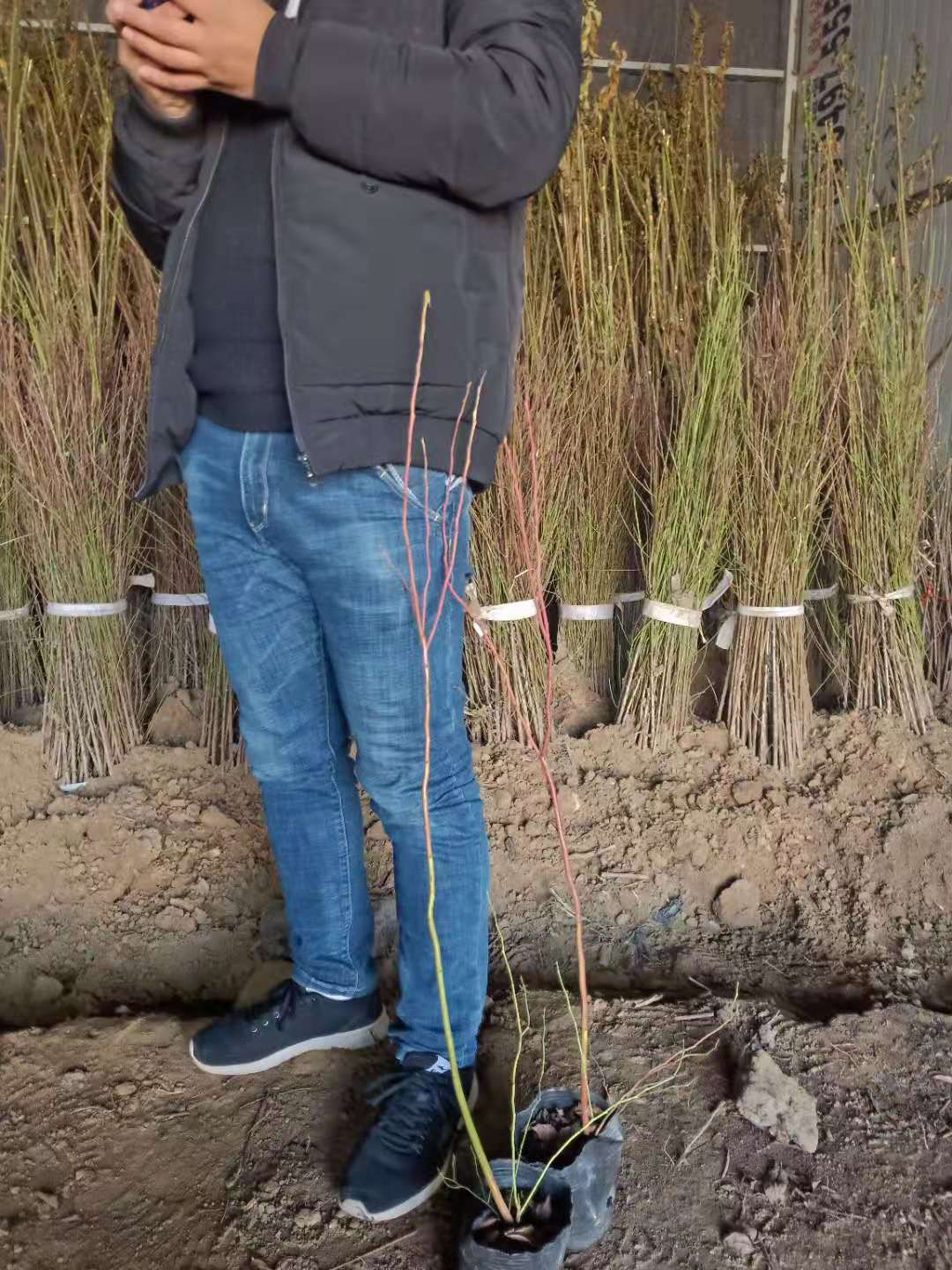 甘肃嘉峪关黑珍珠蓝莓苗好培育