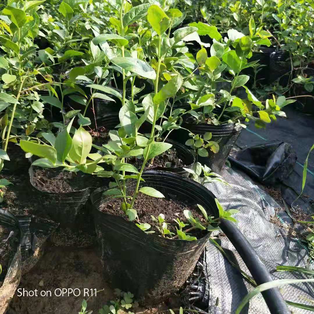 福建福州北村蓝莓苗大种植基地