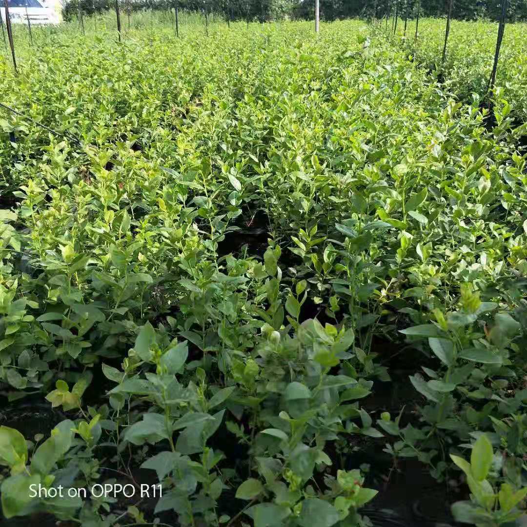 黑珍珠蓝莓苗品种，莱克西蓝莓苗量大优惠