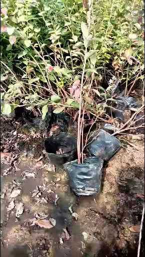 广西柳州莫登蓝莓苗种植基地