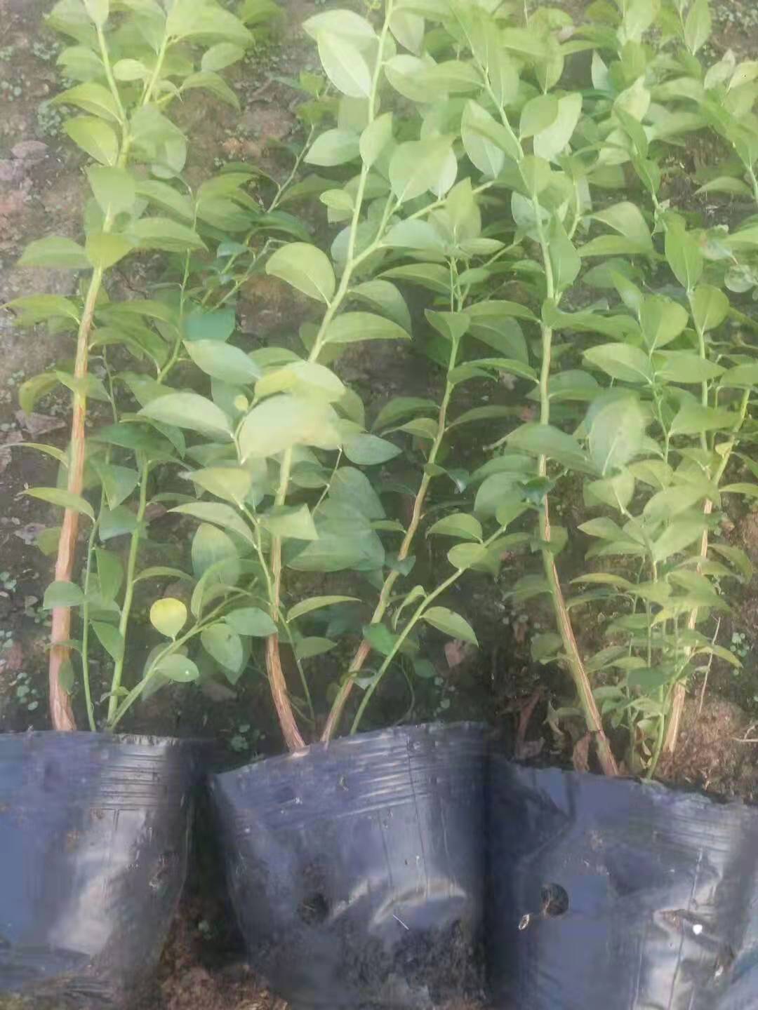 广西贵港钱德勒蓝莓苗种植基地