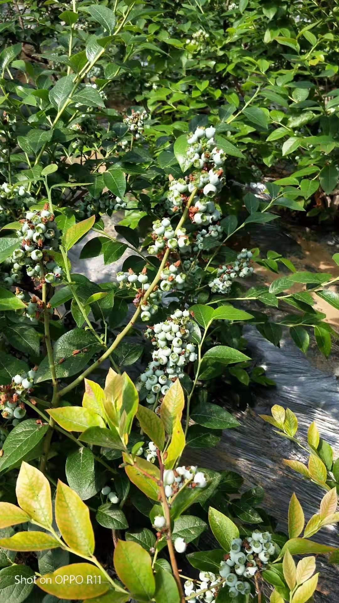 湖北神农架蓝莓苗种植基地