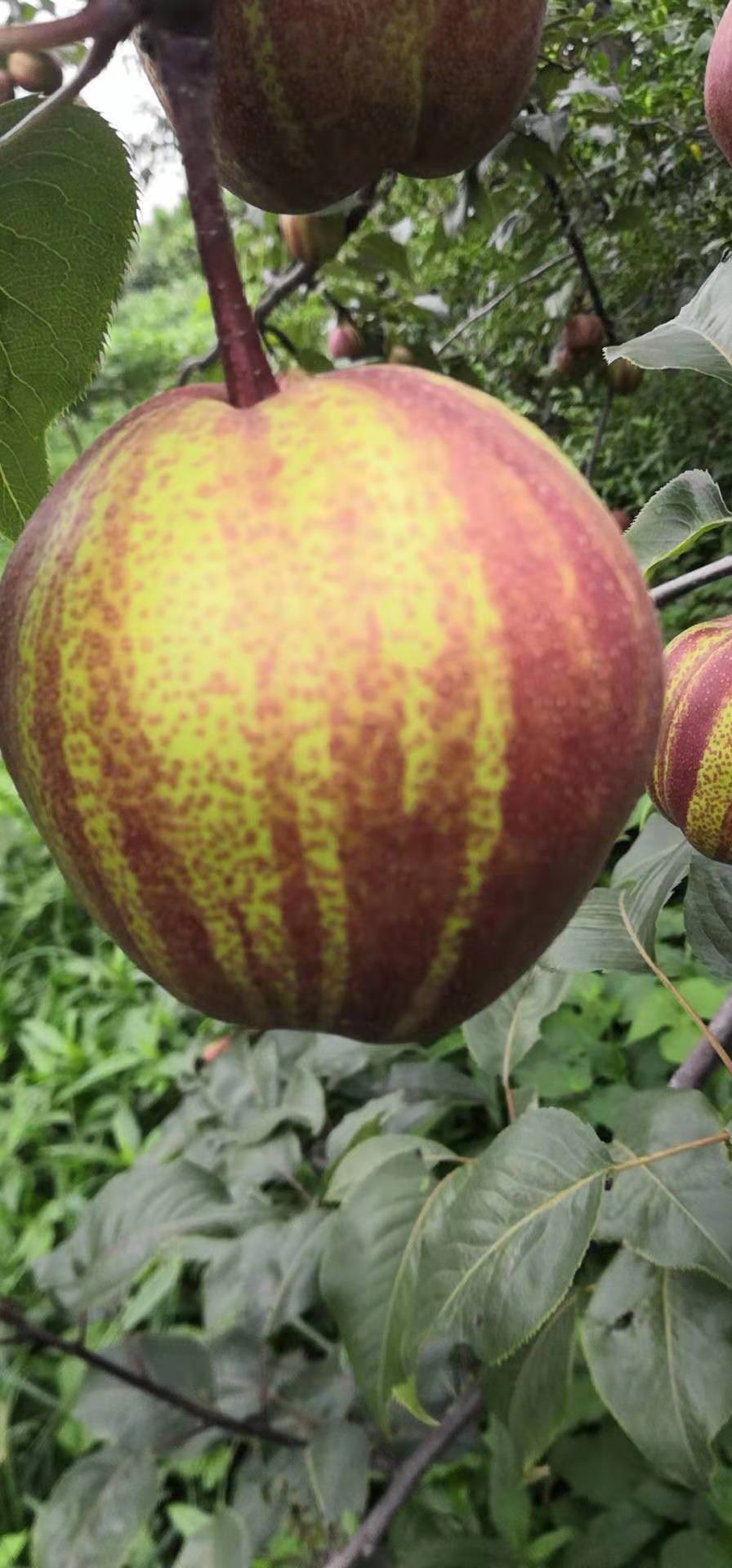柱状梨梨树苗易成活新新品种、秋月梨树苗出售