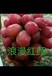 忻州红美葡萄苗品种介绍及图片
