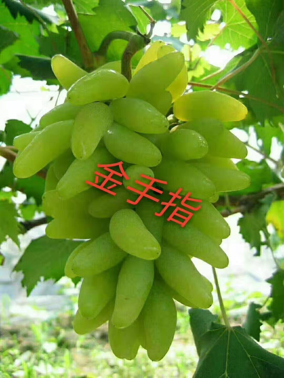 天津苏欣1号葡萄苗新品种