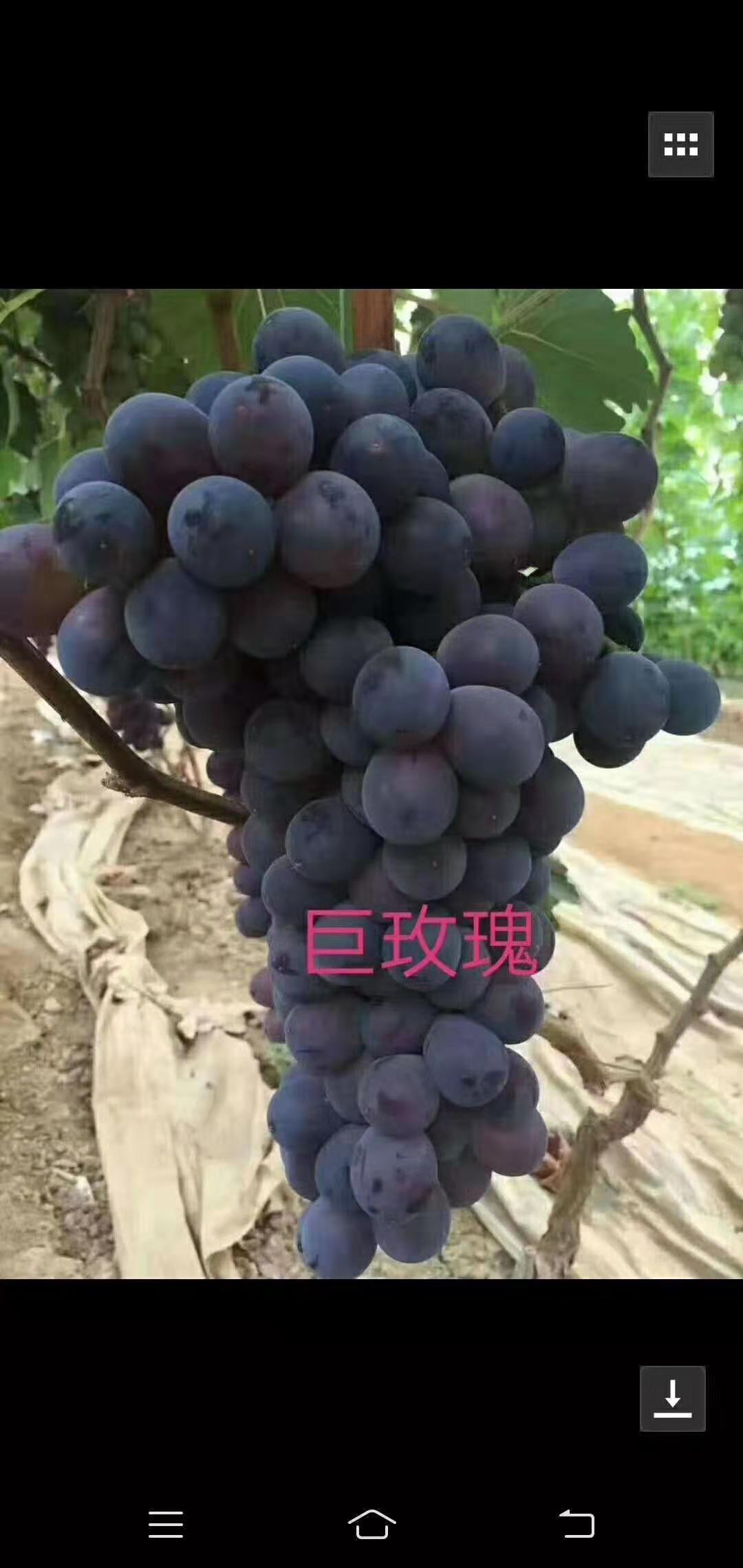 景德镇夏黑葡萄苗批发基地