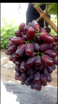 保定红美葡萄苗品种介绍及图片
