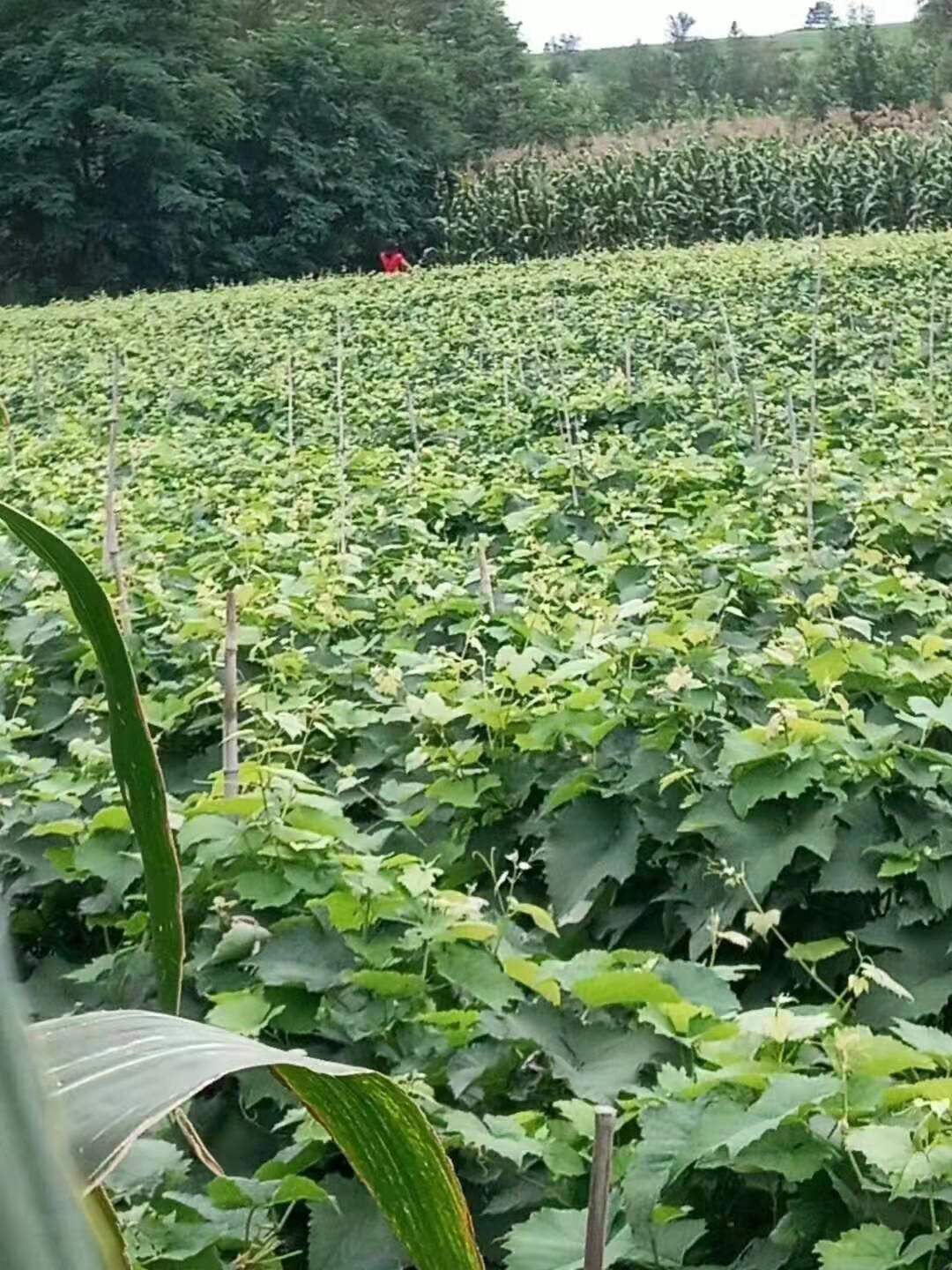 开县丛林玫瑰葡萄苗种植方法