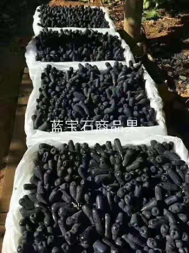 营口鲜葡一号葡萄苗品种介绍及图片