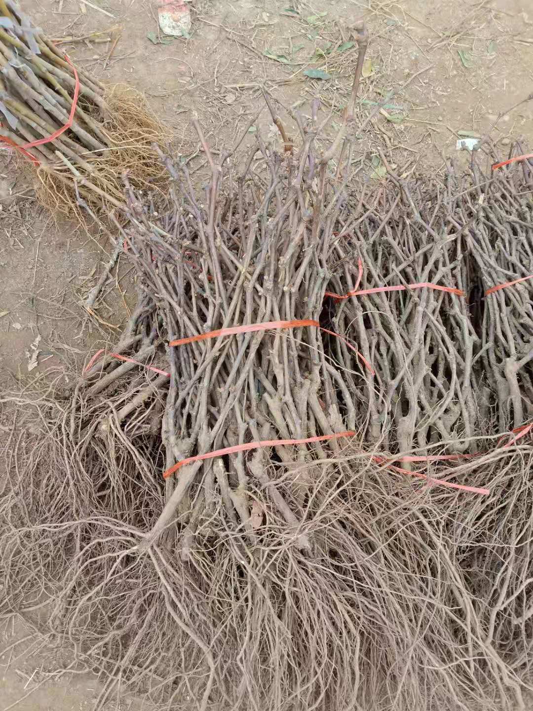 文山园野香葡萄苗适合种植季节