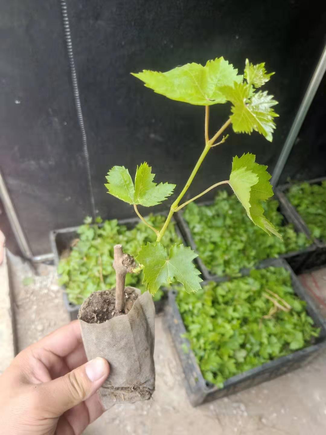 广东红美葡萄苗适合种植季节