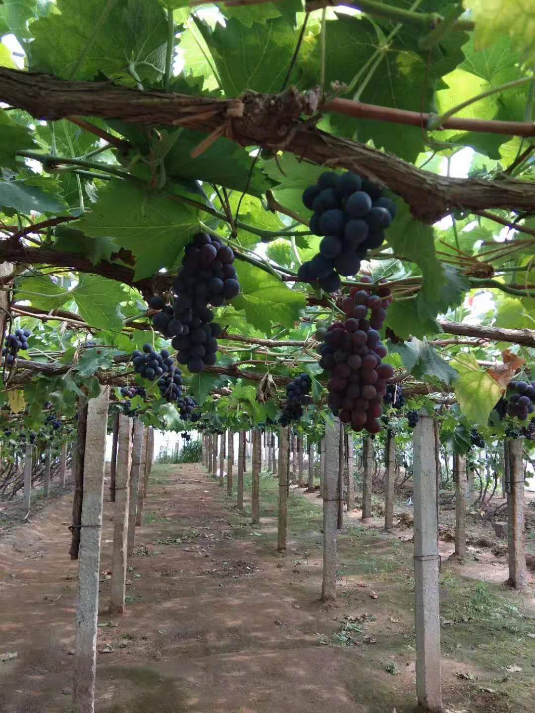 阜阳紫甜无核葡萄苗适合种植季节