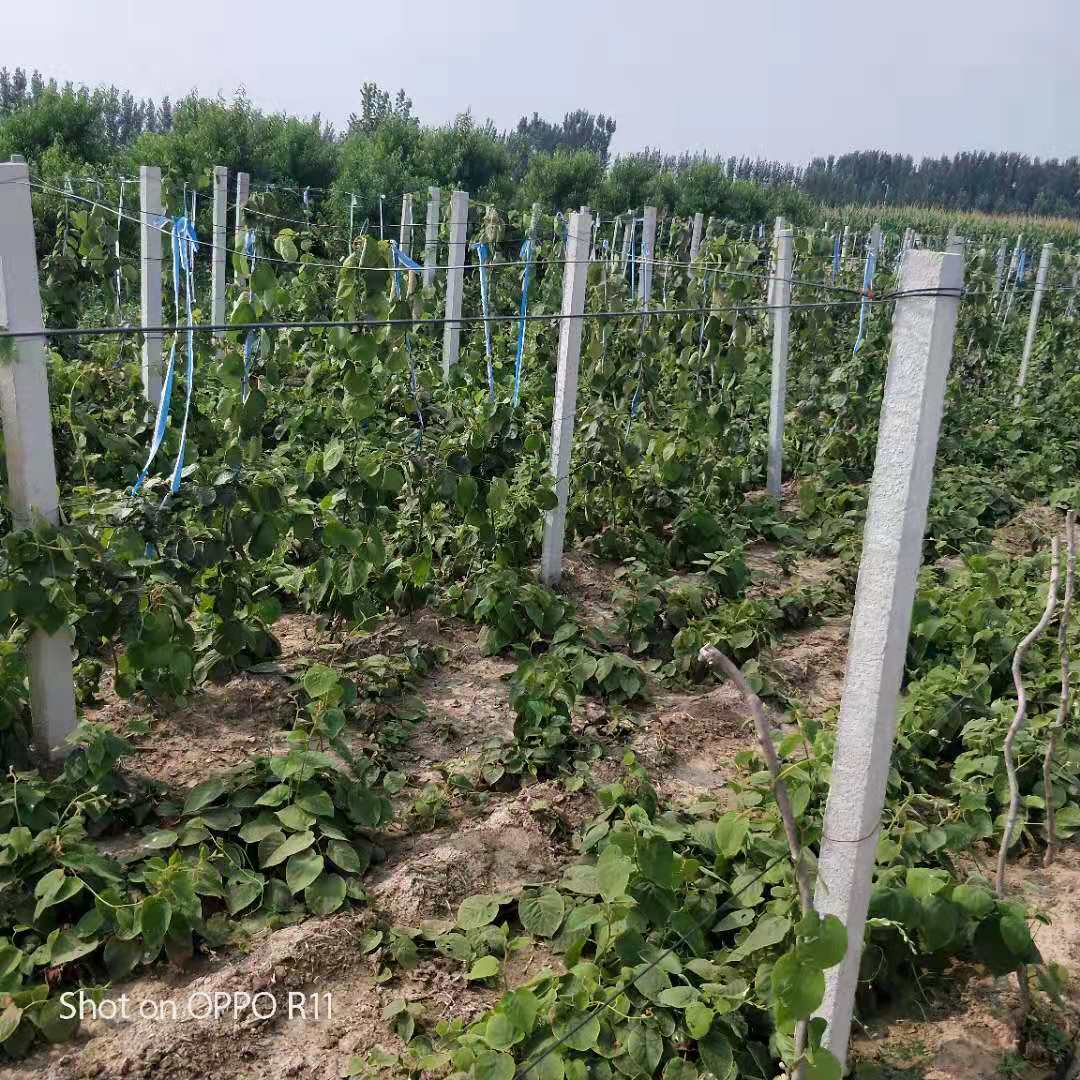 大庆夏黑葡萄苗适合种植季节