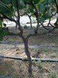 龙岩黑提香印葡萄苗品种介绍及图片