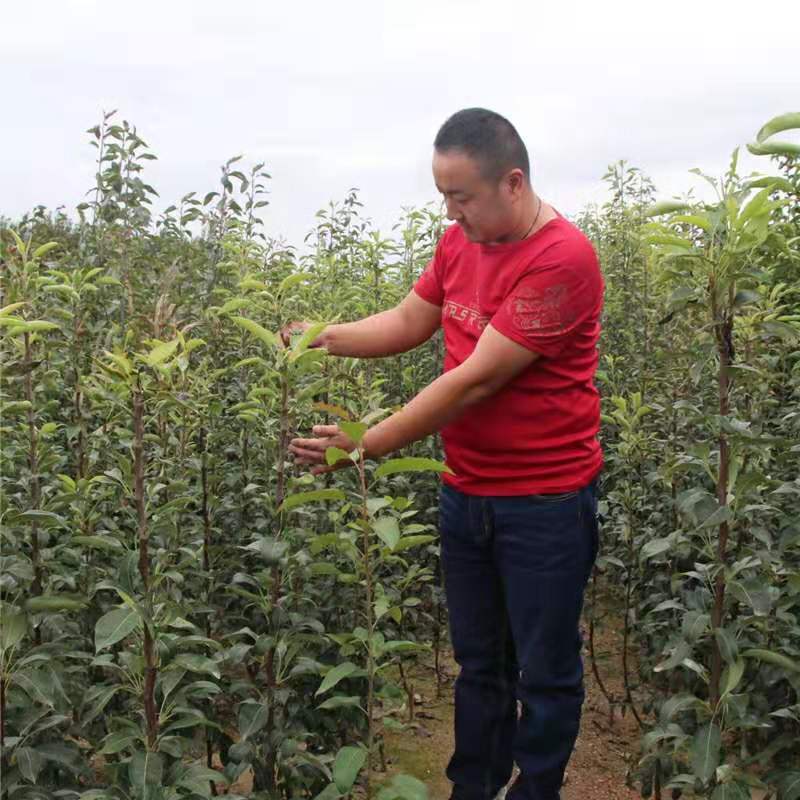 河南开封华星苹果苗容易成活