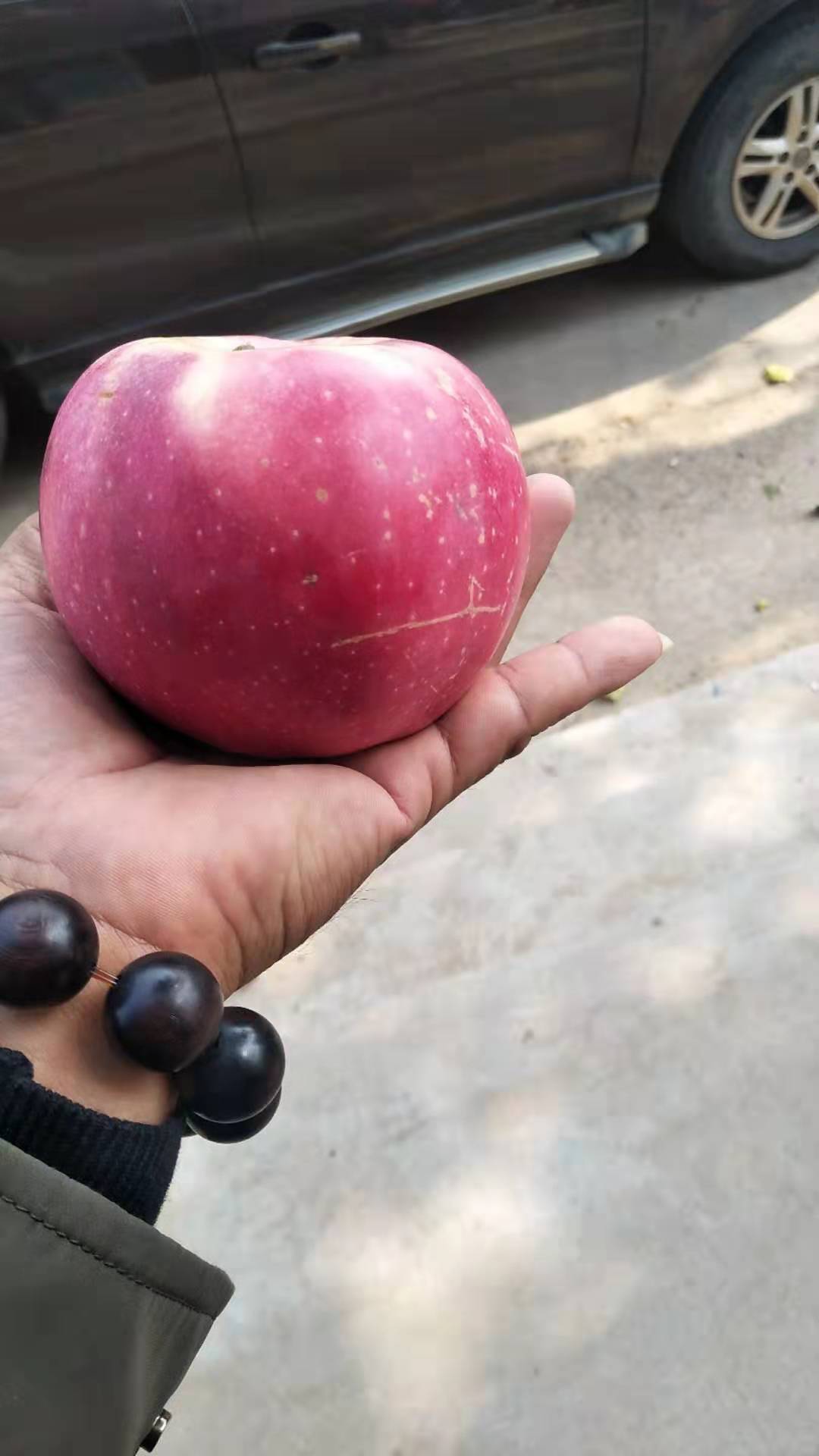 广西防城港黑苹果苗价格优惠