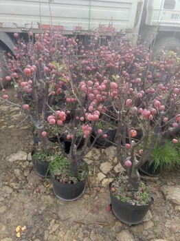 湖北孝感紅將軍蘋果苗優(yōu)良品種