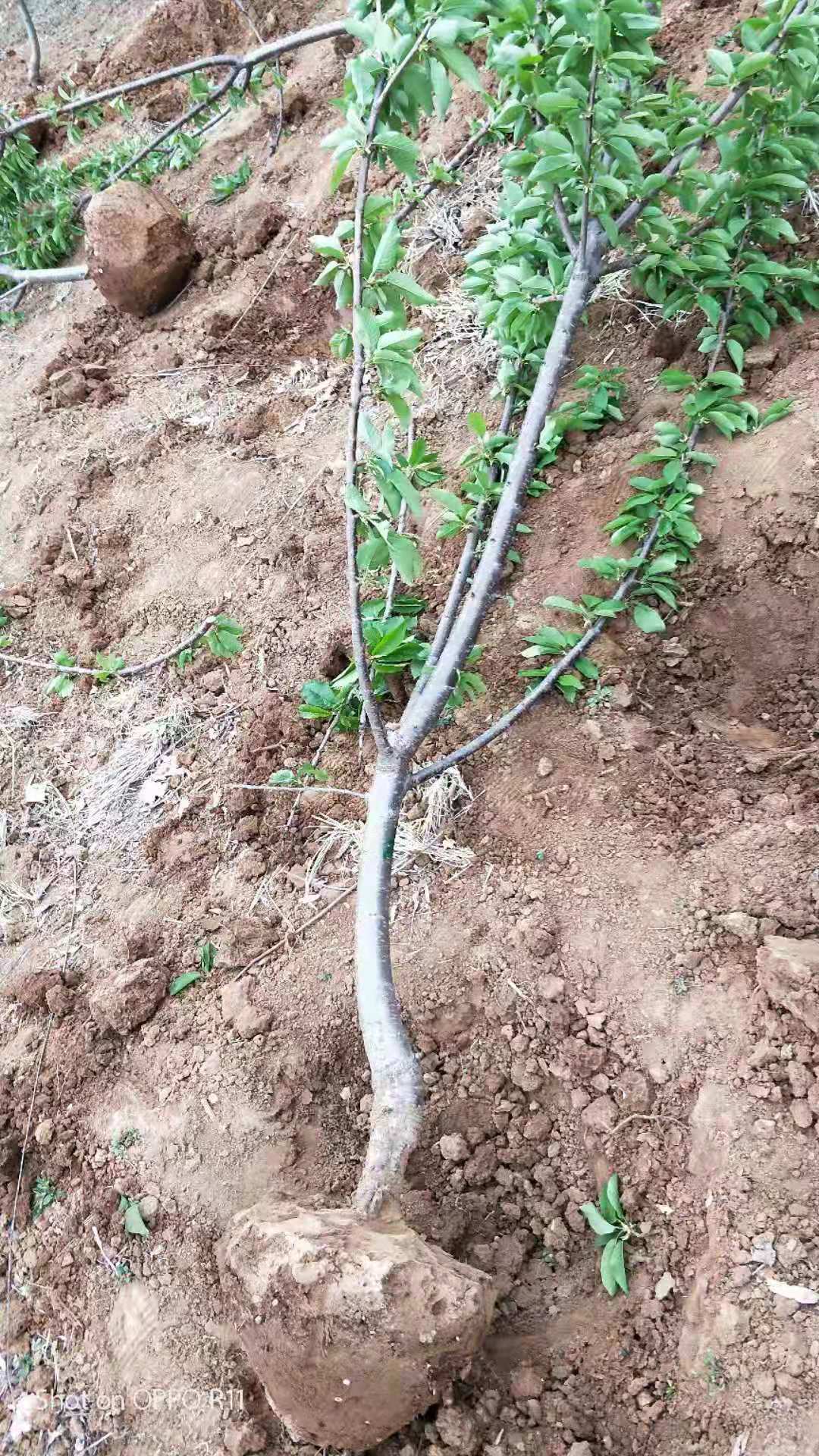湖南湘西大地紅櫻桃種植基地